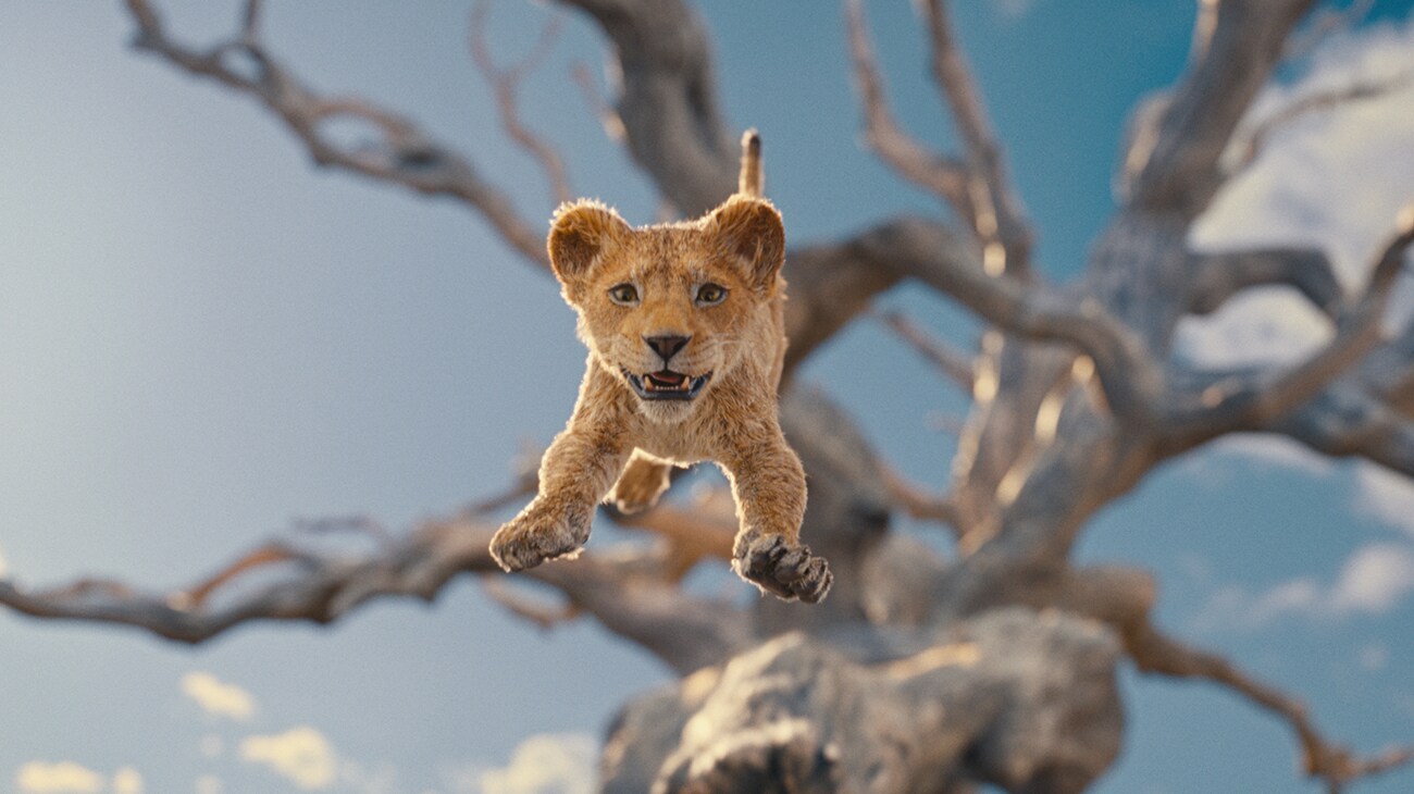 A young lion cub leaping from the limbs of a tree in Mufasa: The Lion King.