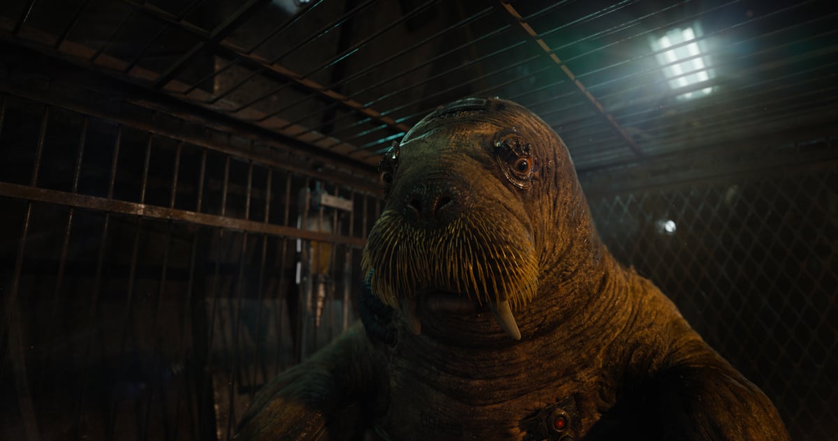Teefs in Guardians of the Galaxy 3, an upright, sentient walrus with cybernetic parts holding open his reddened, irritated eyes